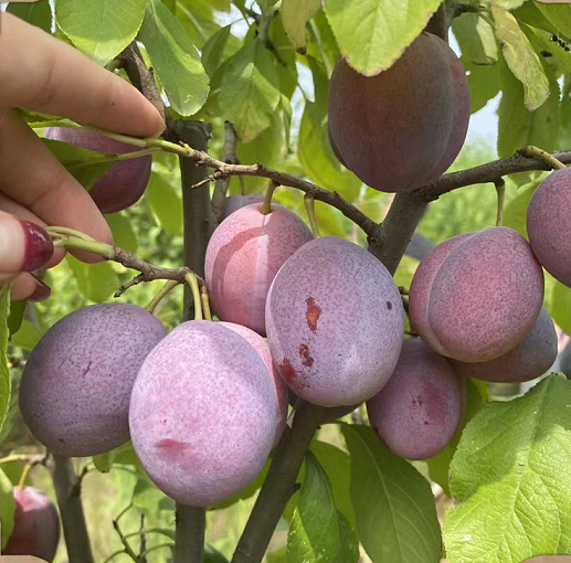 西梅李子苗 紅西梅李樹苗 紅喜梅李子果樹苗南北方種植包郵