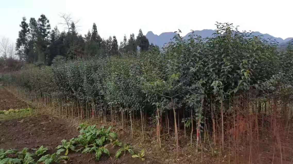 宜昌大葉女貞批發(fā)價(jià)格 宜昌大葉女貞基地 宜昌大葉女貞報(bào)價(jià)