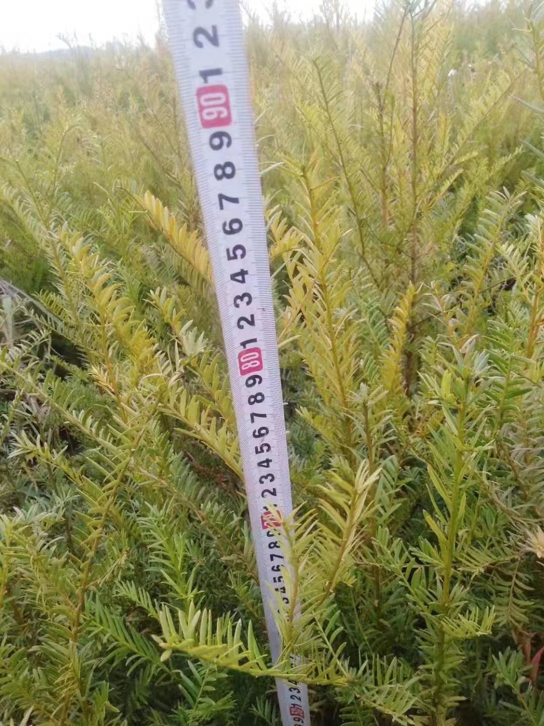 紅豆杉苗圖片/紅豆杉苗樣板圖 (2)