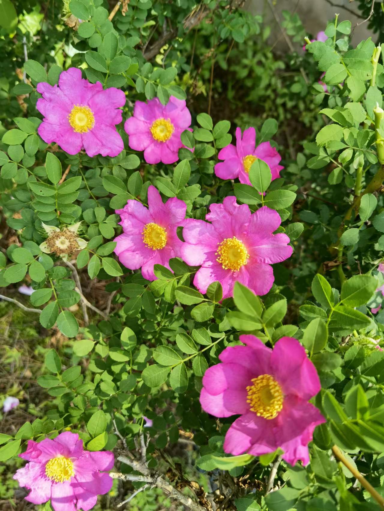 刺梨圖片/刺梨樣板圖 (2)