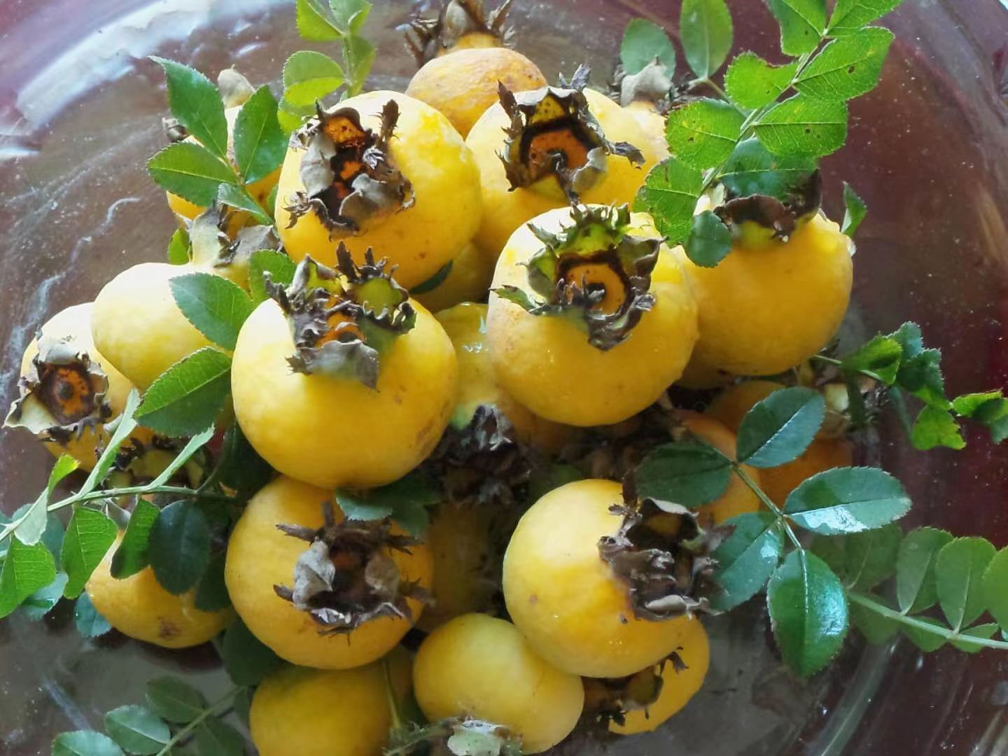 刺梨圖片/刺梨樣板圖 (4)