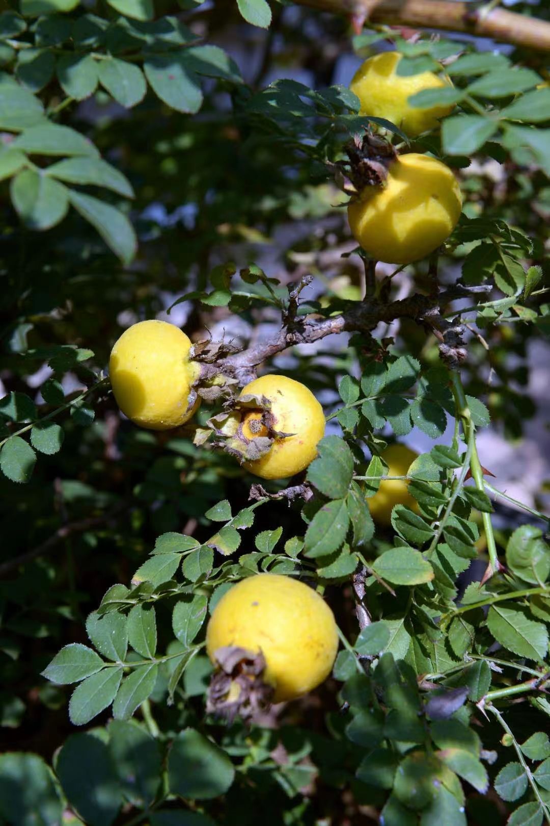 刺梨圖片/刺梨樣板圖 (3)