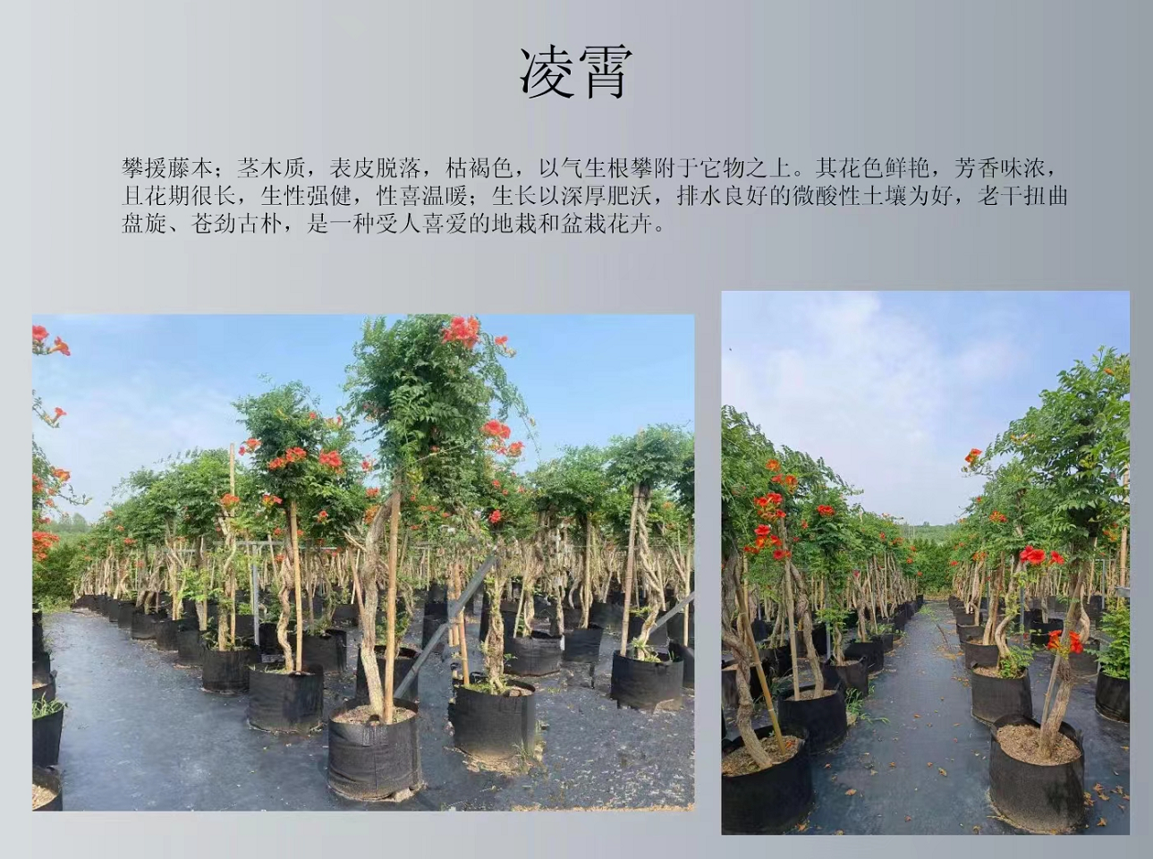 基地批發(fā)供應(yīng)藤本植物美國凌宵花容器苗 攀援花卉 凌霄花長度1米以上