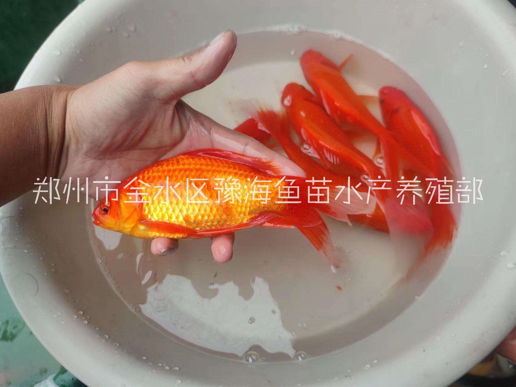 魚苗放生 景觀魚 觀賞魚放生錦鯉圖片/魚苗放生 景觀魚 觀賞魚放生錦鯉樣板圖 (2)