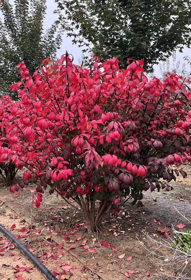 护坡绿化火焰卫矛小苗 红色系园林绿化苗木盆栽 花卉植物火焰卫矛图片