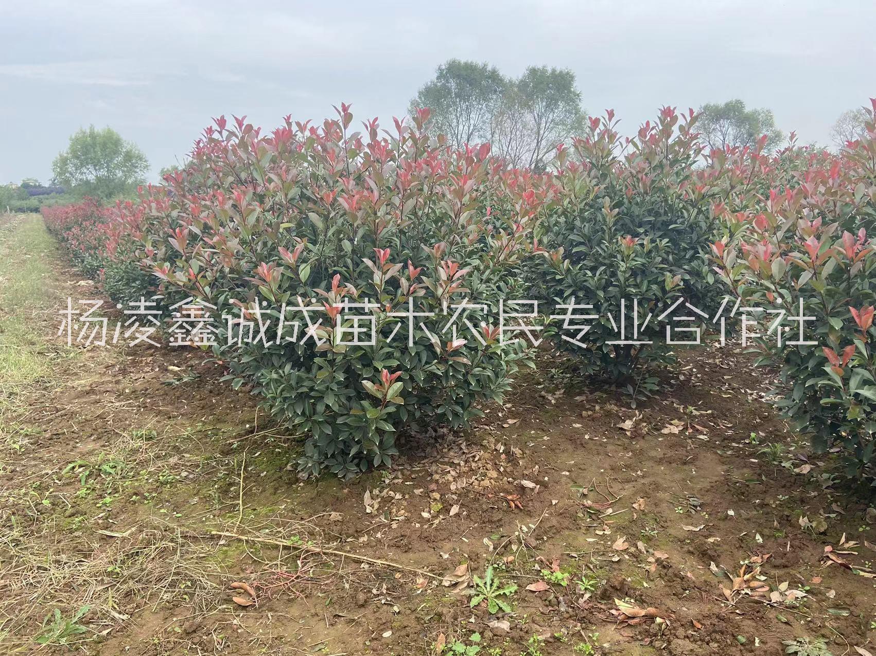 石楠球圖片/石楠球樣板圖 (2)