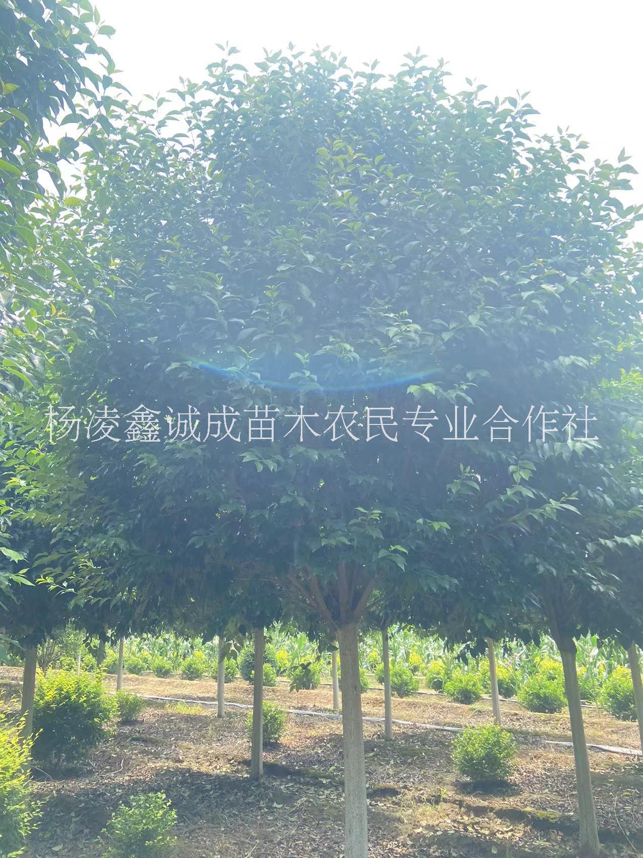大葉女貞圖片/大葉女貞樣板圖 (4)