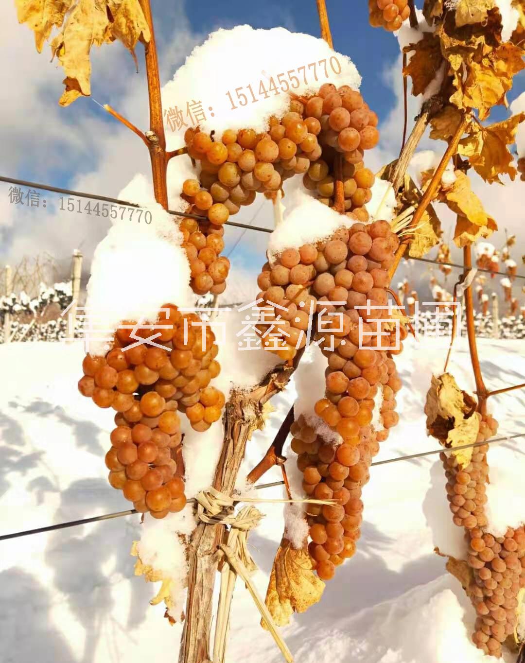 葡萄苗圖片/葡萄苗樣板圖 (1)