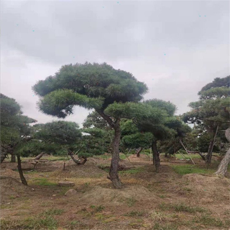 造型黑松圖片/造型黑松樣板圖 (1)