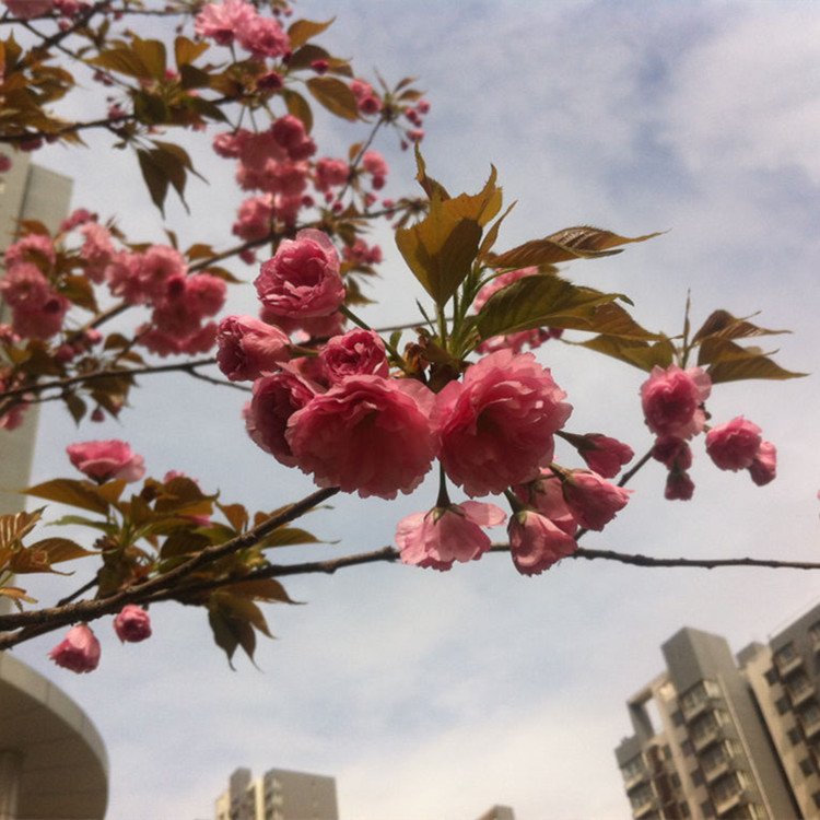 關(guān)山櫻圖片/關(guān)山櫻樣板圖 (2)