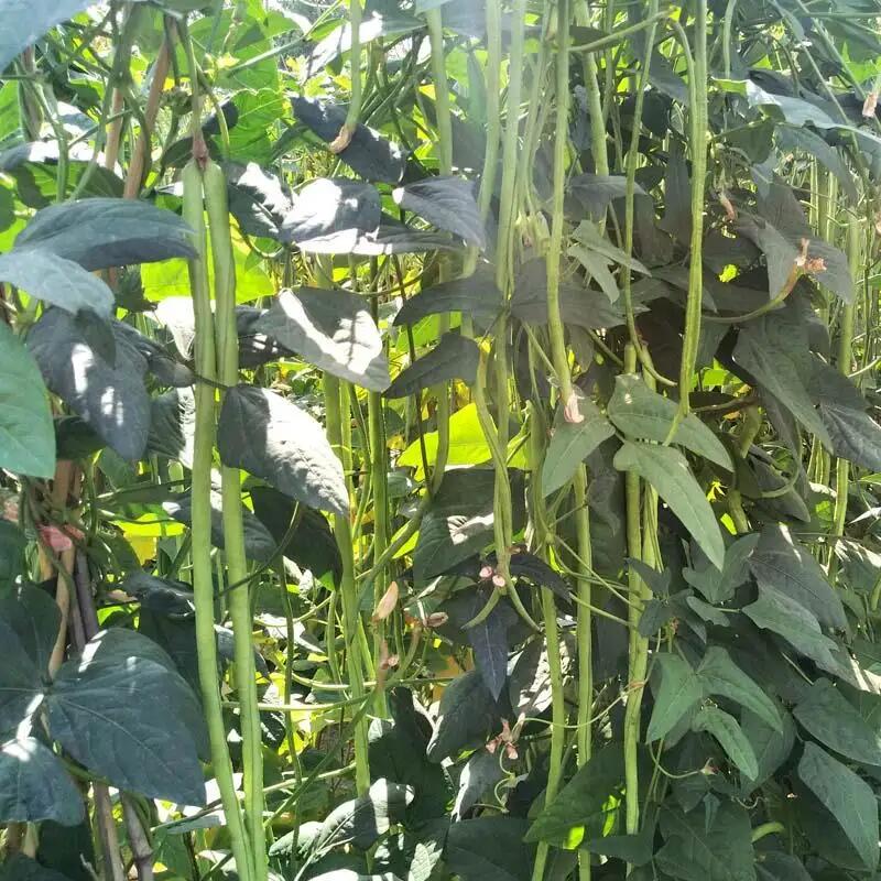 豆角種子圖片/豆角種子樣板圖 (1)