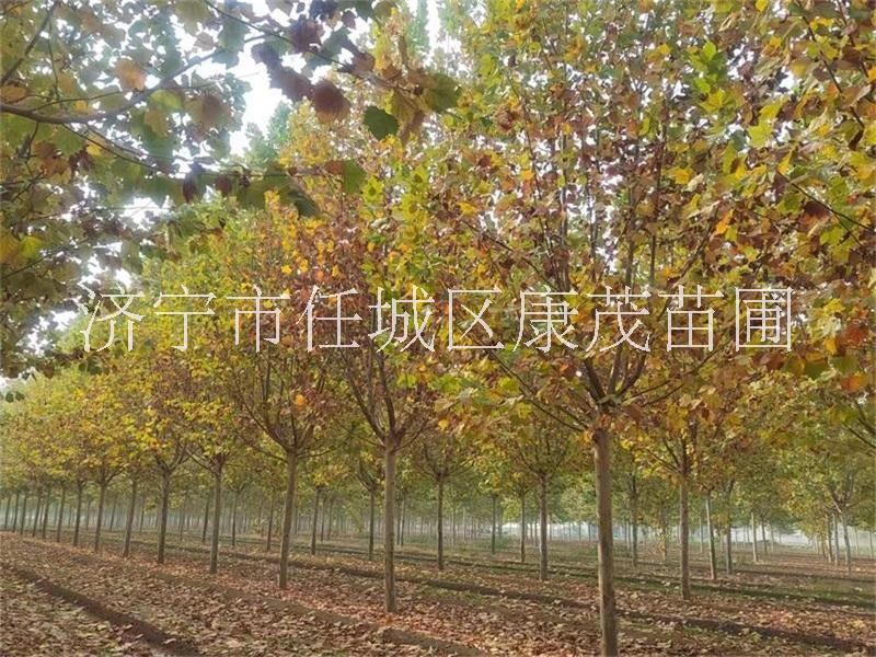 8公分法桐圖片/8公分法桐樣板圖 (2)