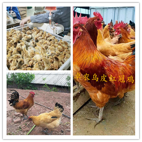合川三匯鎮(zhèn)本地雞苗批發(fā)圖片/合川三匯鎮(zhèn)本地雞苗批發(fā)樣板圖 (2)