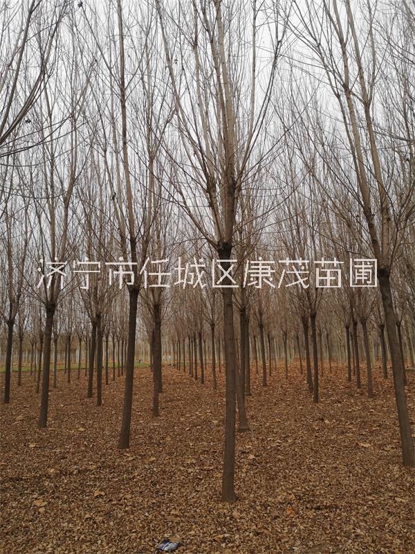 白蠟樹圖片/白蠟樹樣板圖 (4)