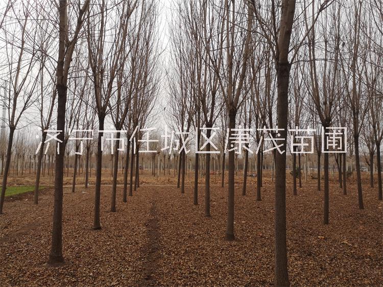 速生白蠟價(jià)格12公分白蠟樹(shù)苗產(chǎn)地