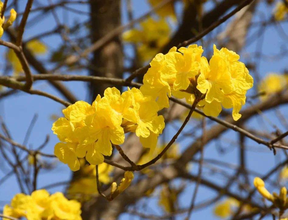 黄花风铃木基地现货现挖、黄花风铃木多少钱一棵 量大优惠【普宁市阳兴苗木种植】图片