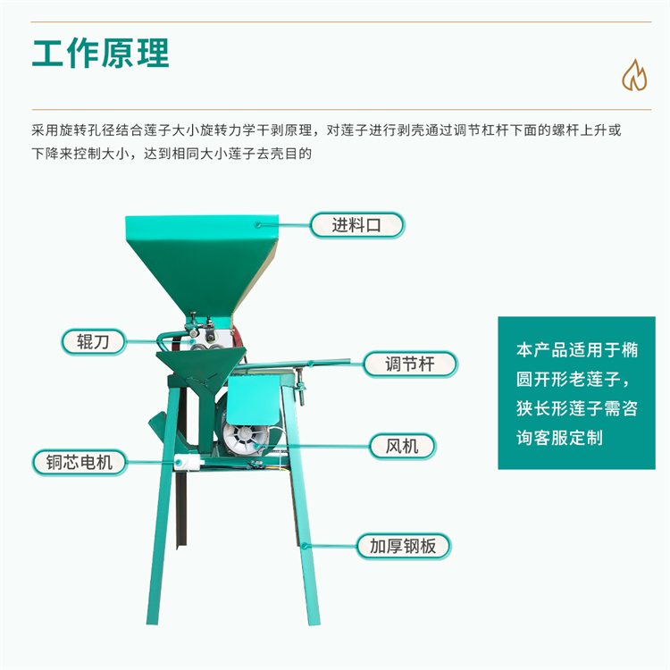 蓮子去殼圖片/蓮子去殼樣板圖 (3)