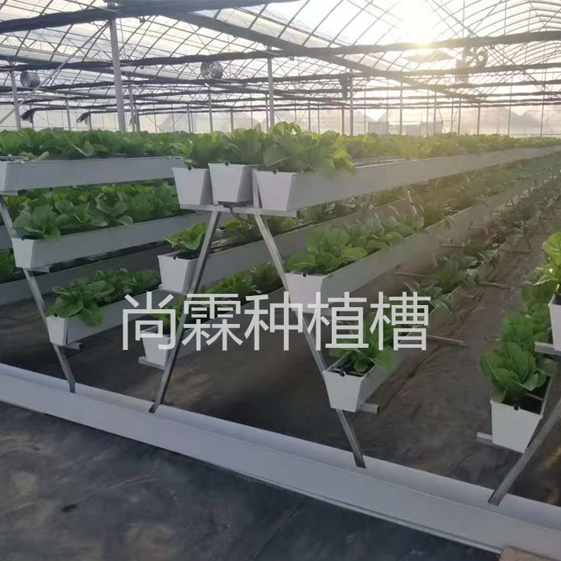 草莓栽培槽圖片/草莓栽培槽樣板圖 (3)