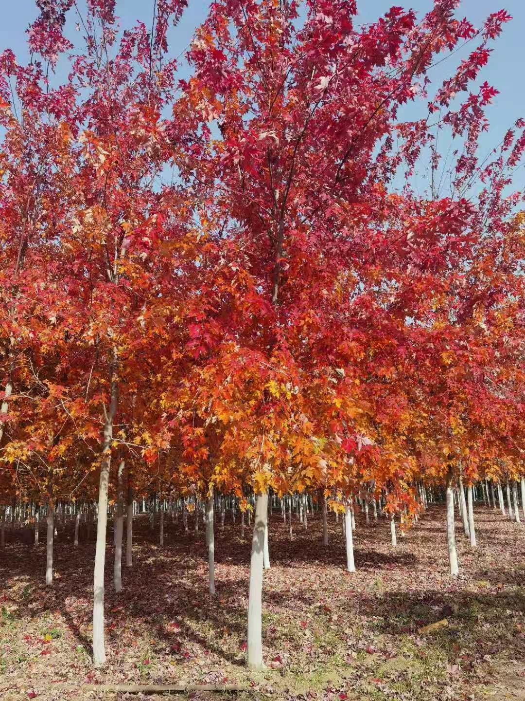 紅楓圖片/紅楓樣板圖 (2)