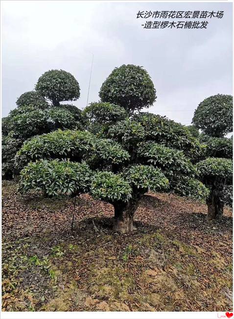 椤木石楠批发-造型椤木石楠-湖南椤木石楠苗木批发找斌总