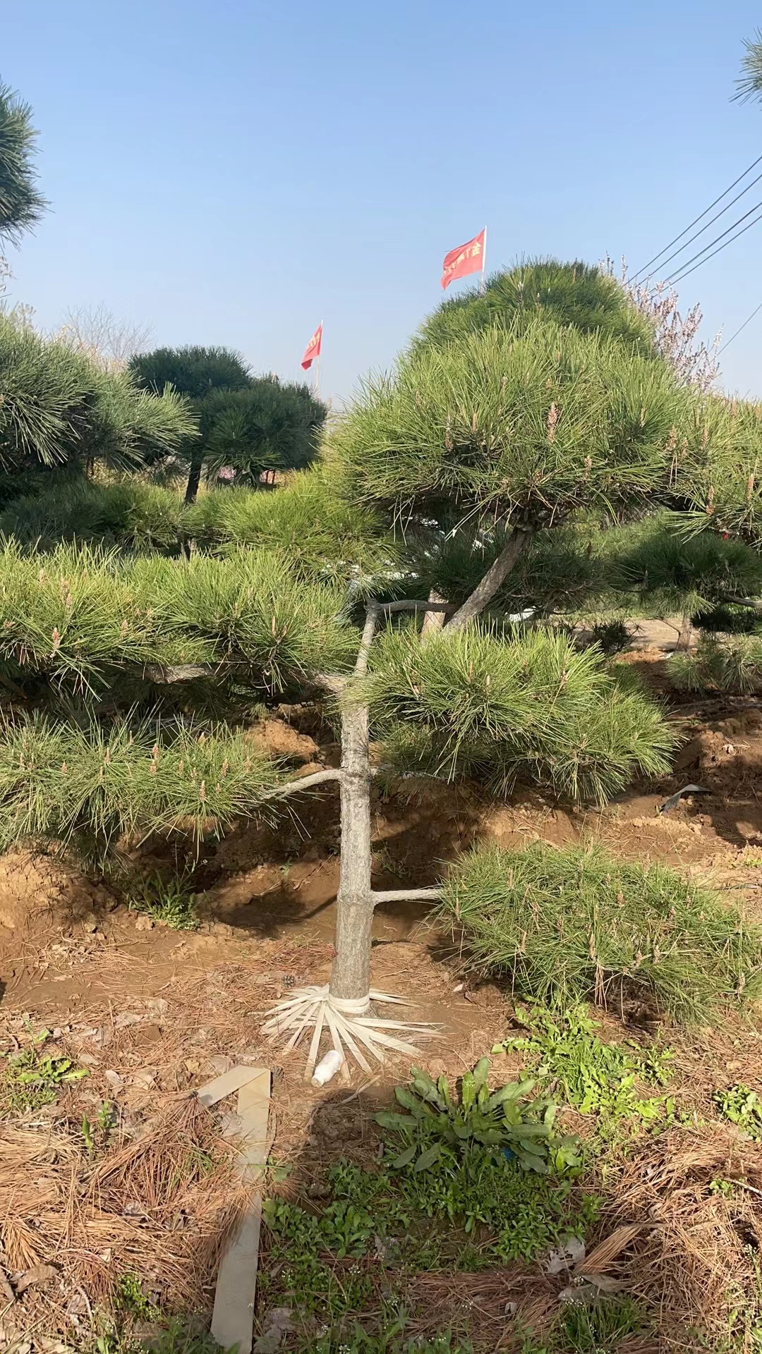 盆景造型黑松园林基地、苏州盆景造型黑松