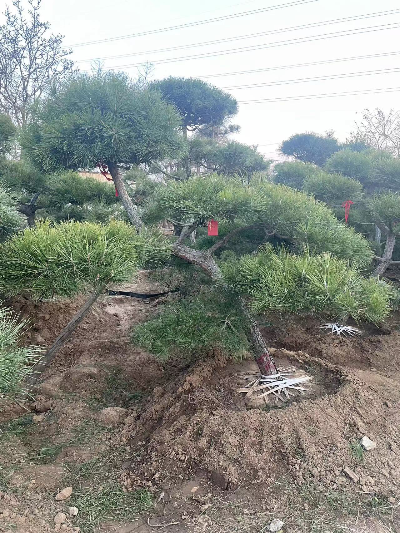 黑松树批发价格、江苏黑松树种植