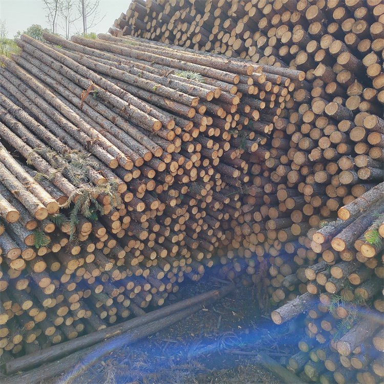 杉木桿圖片/杉木桿樣板圖 (3)