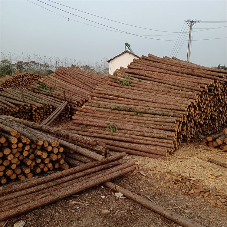 杉木桿圖片/杉木桿樣板圖 (4)