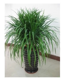 龍須樹圖片/龍須樹樣板圖 (1)