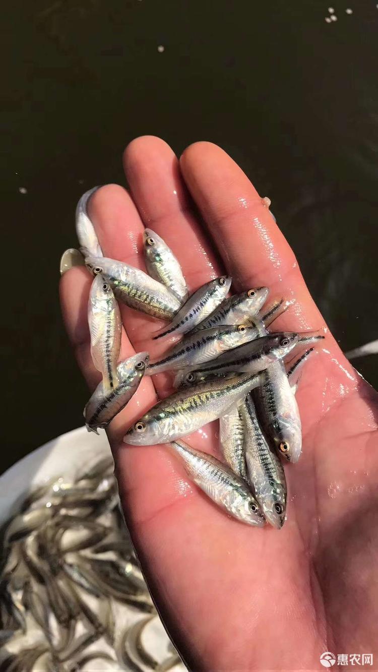 加州鱸魚圖片/加州鱸魚樣板圖 (3)