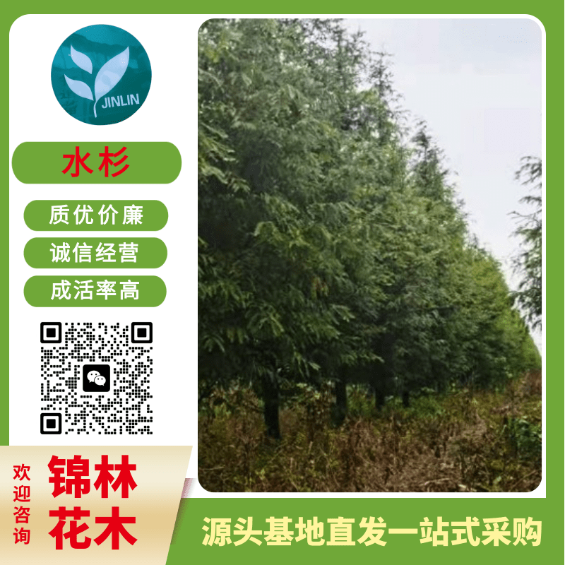 河南水杉圖片/河南水杉樣板圖 (4)