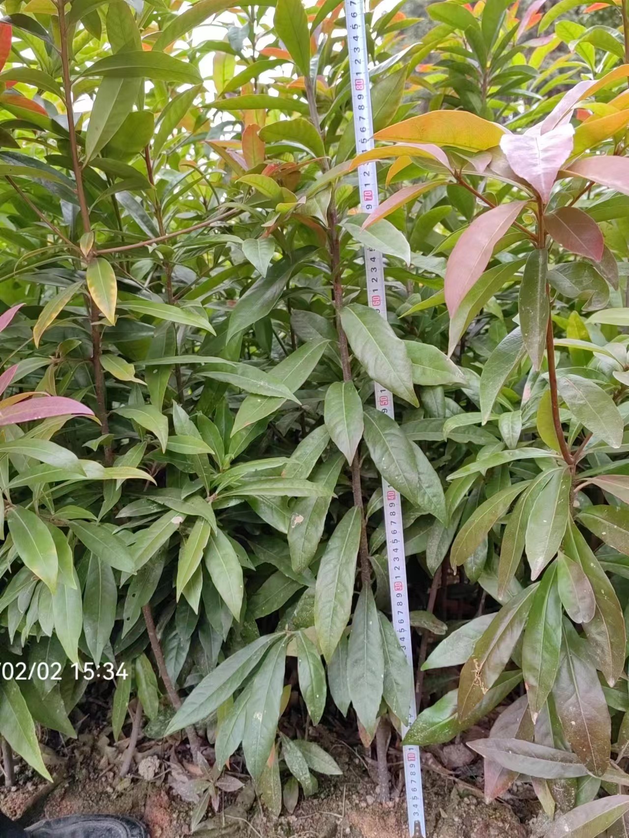 木荷苗基地圖片/木荷苗基地樣板圖 (2)