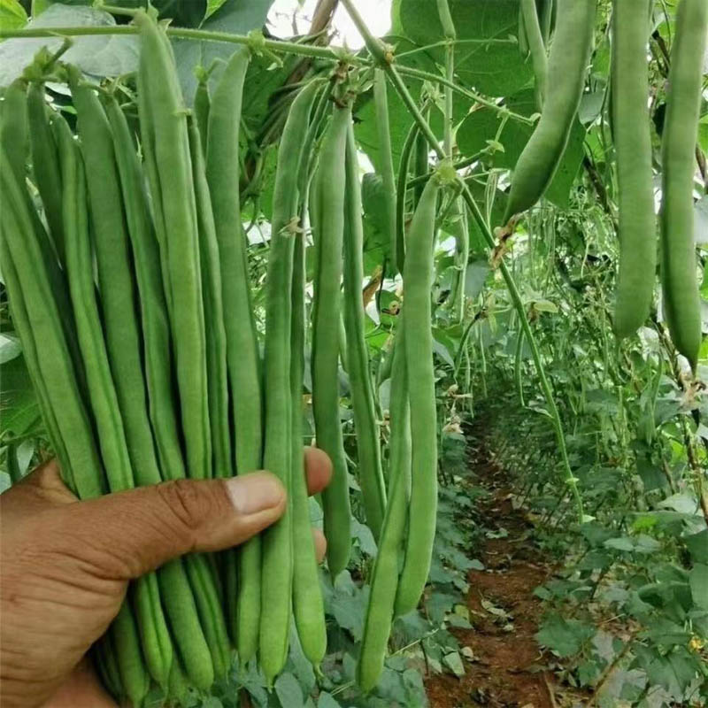 盛一奇0728小金豆种子四季豆种子品质好可大面积播种蔬菜基地选择图片