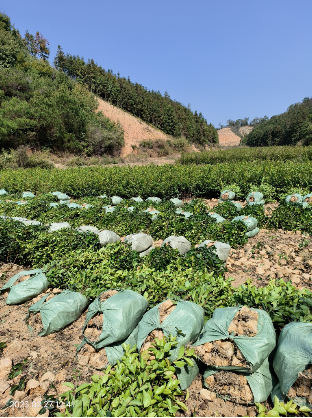 小杯油茶苗圖片/小杯油茶苗樣板圖 (3)