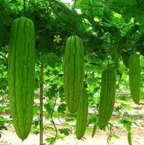 生鮮蔬菜圖片/生鮮蔬菜樣板圖 (1)