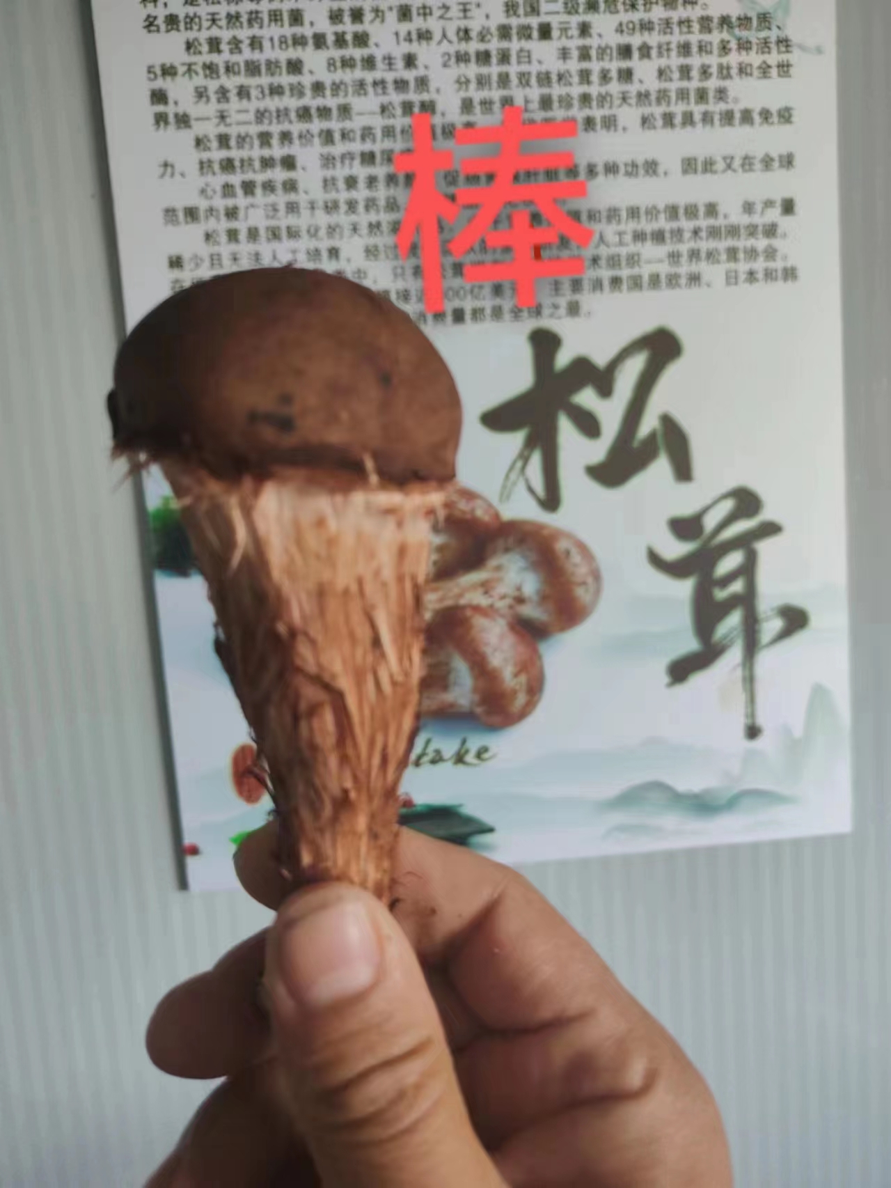 河南松茸圖片/河南松茸樣板圖 (2)