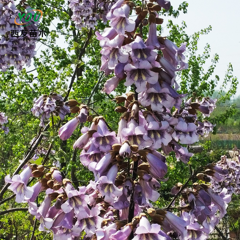 泡桐樹(shù)圖片/泡桐樹(shù)樣板圖 (4)