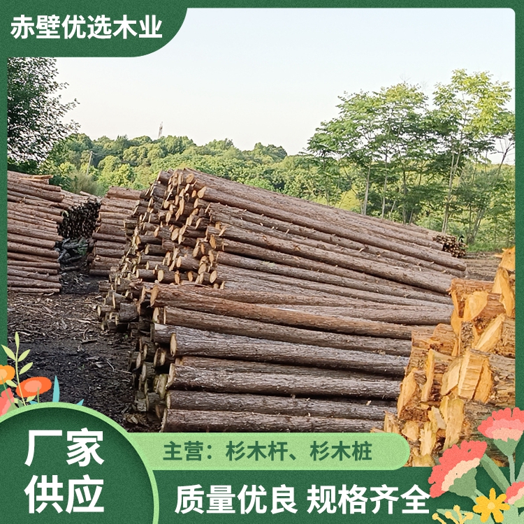 江蘇杉木圖片/江蘇杉木樣板圖 (3)