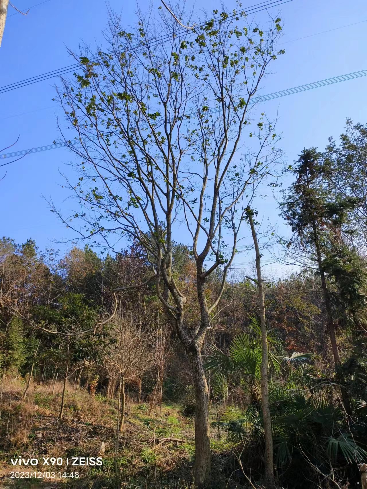 30公分圖片/30公分樣板圖 (4)