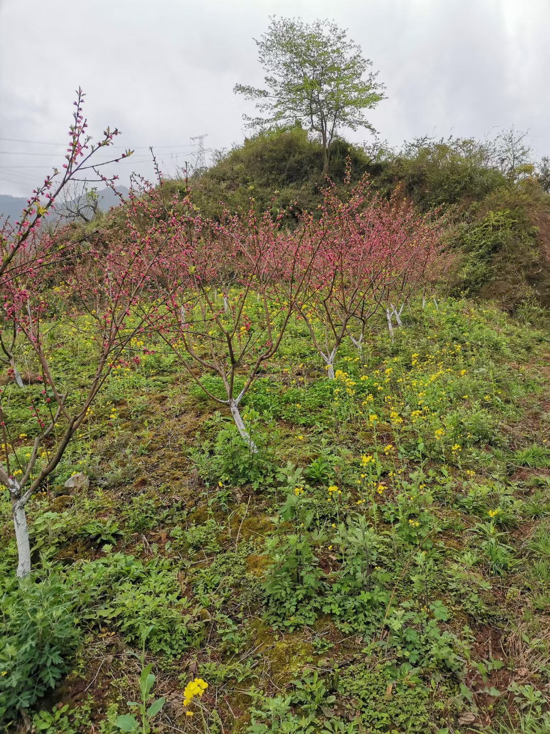 桃树苗基地优质山桃 苗 根系发达 规模种植管理 桃树 苗批发图片