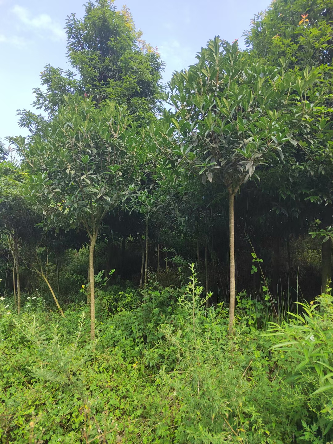 桂花圖片/桂花樣板圖 (2)