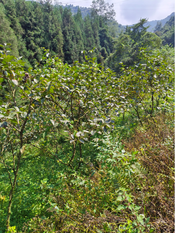 柿子樹批發(fā)圖片/柿子樹批發(fā)樣板圖 (3)