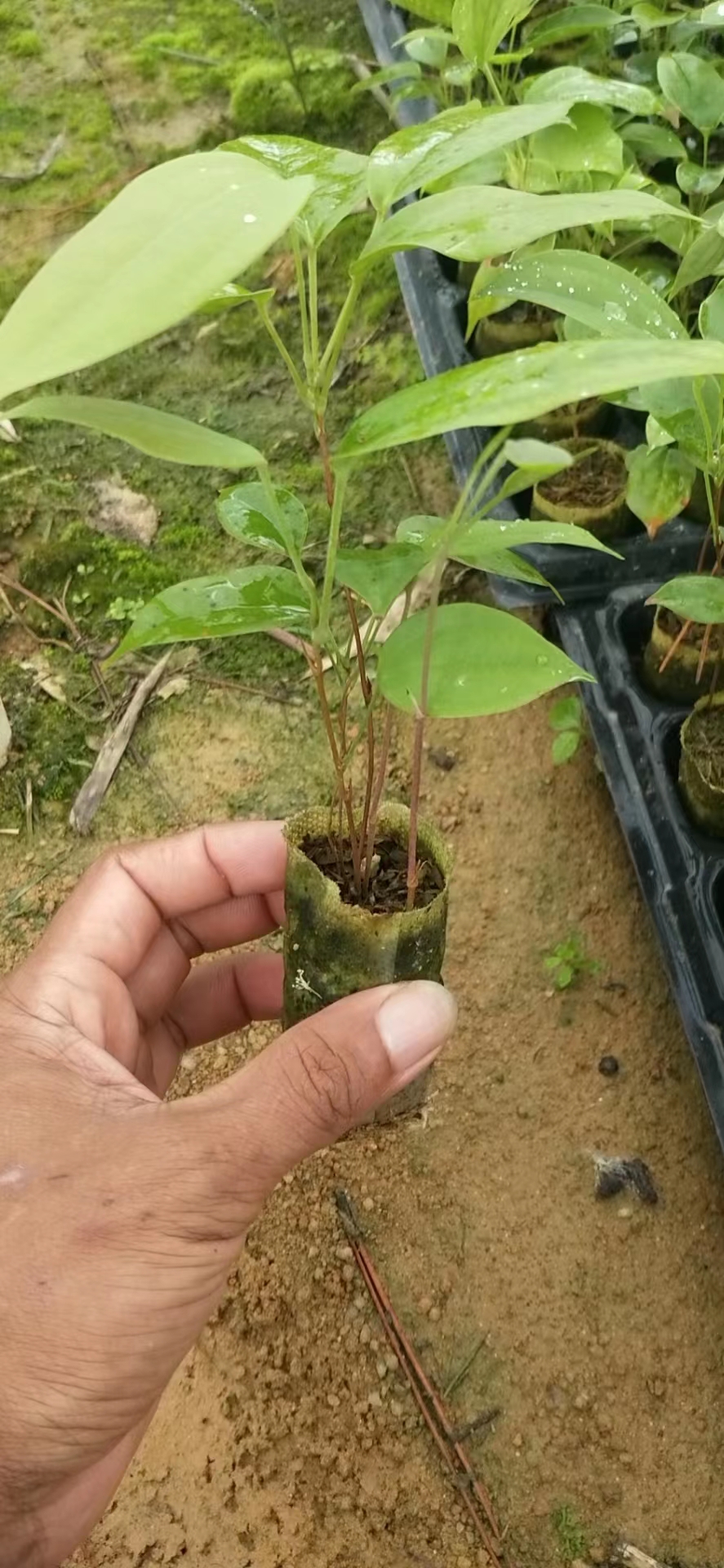 土茯苓苗基地  土茯苓苗批发 土茯苓苗价格 土茯苓苗多少钱图片