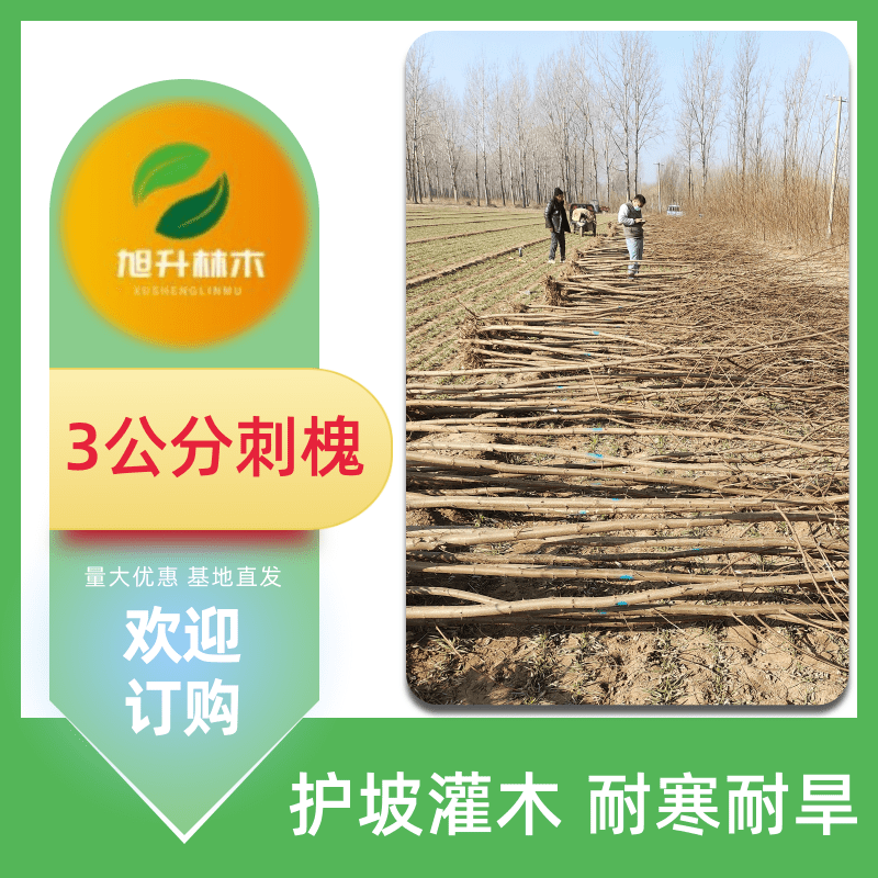 3公分刺槐樹苗圖片/3公分刺槐樹苗樣板圖 (3)