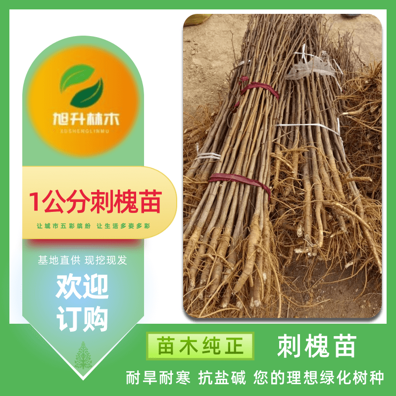 商丘市1公分刺槐厂家河南1公分刺槐供应 刺槐小苗地径0.8-1公分 荒山造林 旭升林木  种植基地