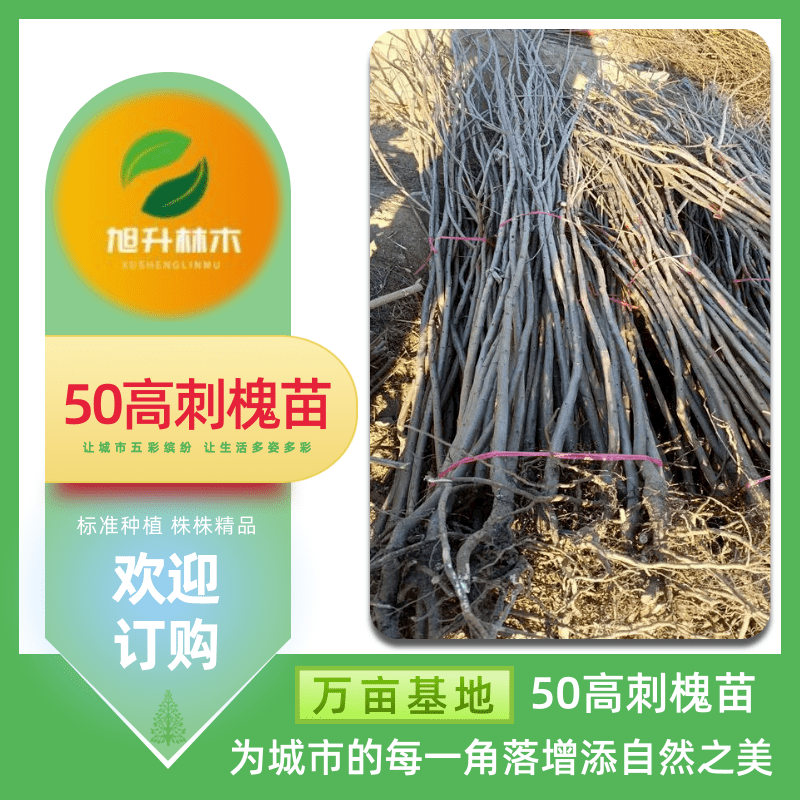 河南50公分高1年刺槐苗 固沙保土树种 刺槐苗 1.5公分1-2年生刺【民权旭升林木种植有限公司】图片