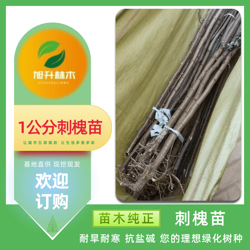 郑州刺槐苗批发_一株多少钱_销售_供货商【民权旭升林木种植有限公司】图片