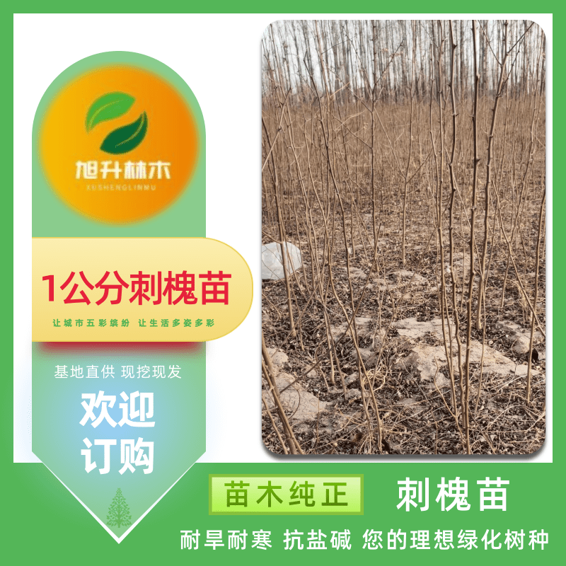 河南1公分刺槐供应 刺槐小苗地径0.8-1公分 荒山造林 旭升林木  种植基地