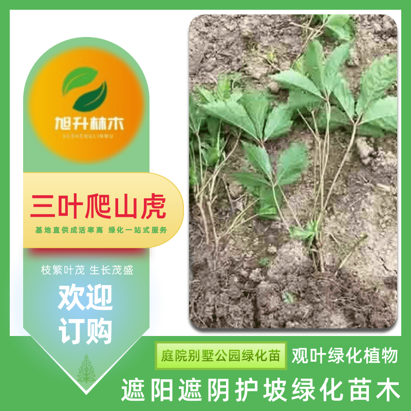 爬山虎樹(shù)苗基地、爬山虎基地批發(fā) 攀爬綠化小苗【民權(quán)旭升林木種植有限公司】