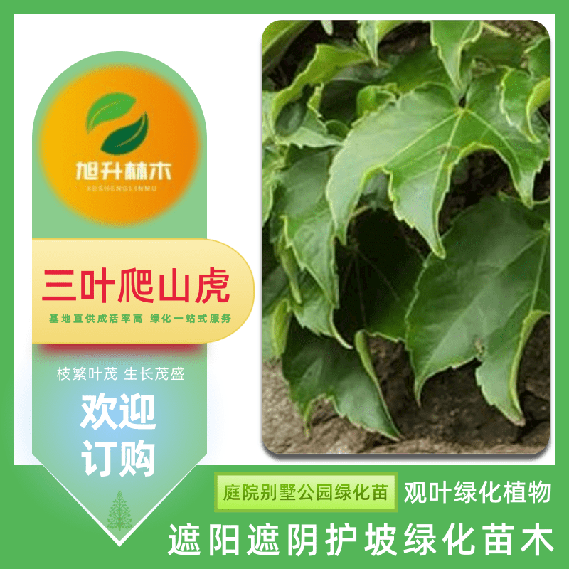 爬山虎樹(shù)苗圖片/爬山虎樹(shù)苗樣板圖 (2)